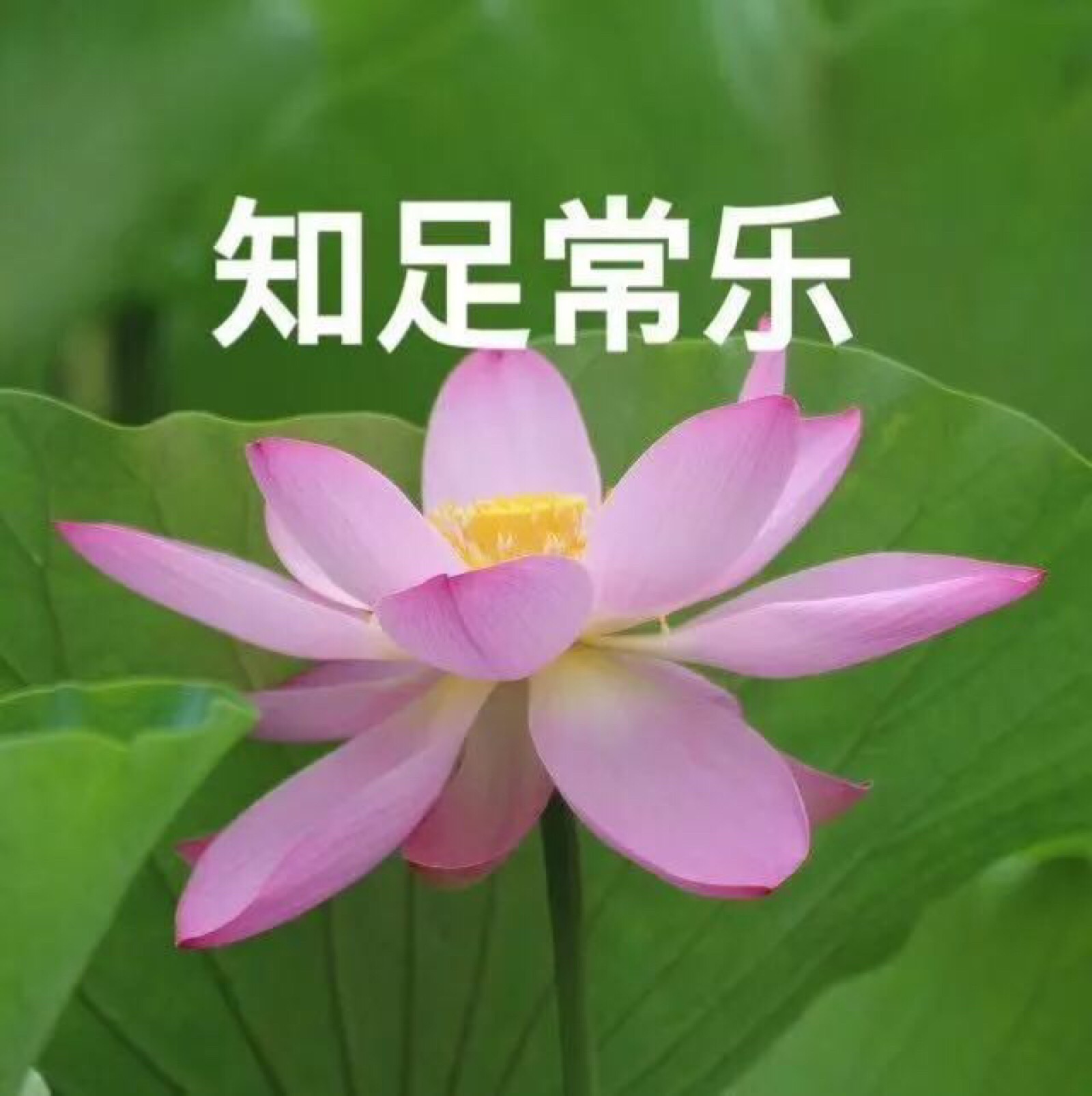 张永