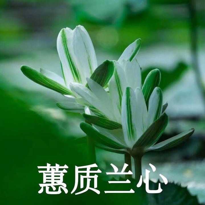 宋颖多